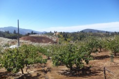 Hermoso campo productor de paltas y cerezas en Cerro Queime, Quillón.