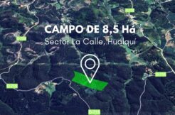 Campo 8,5 Há en sector La Calle, Hualqui.